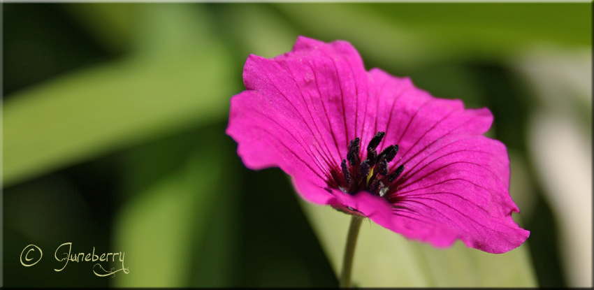 Pink Lady