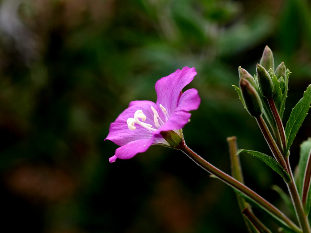 Pink Lady