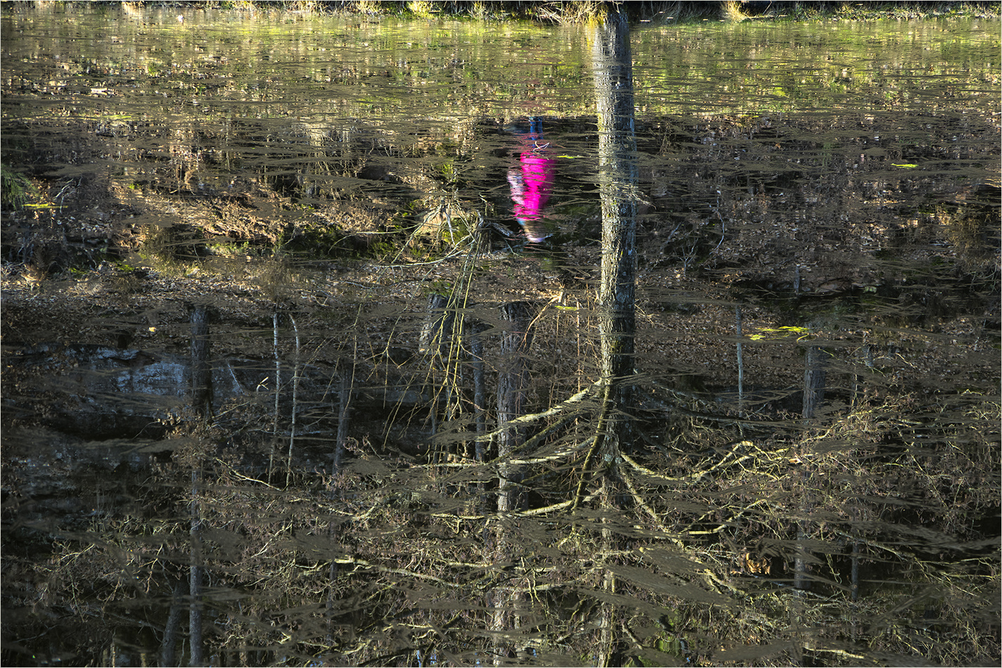 pink lady on the rocks