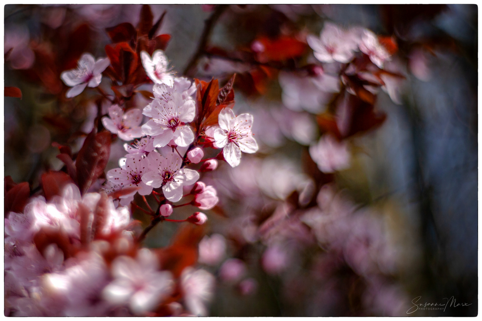 Pink Ladys