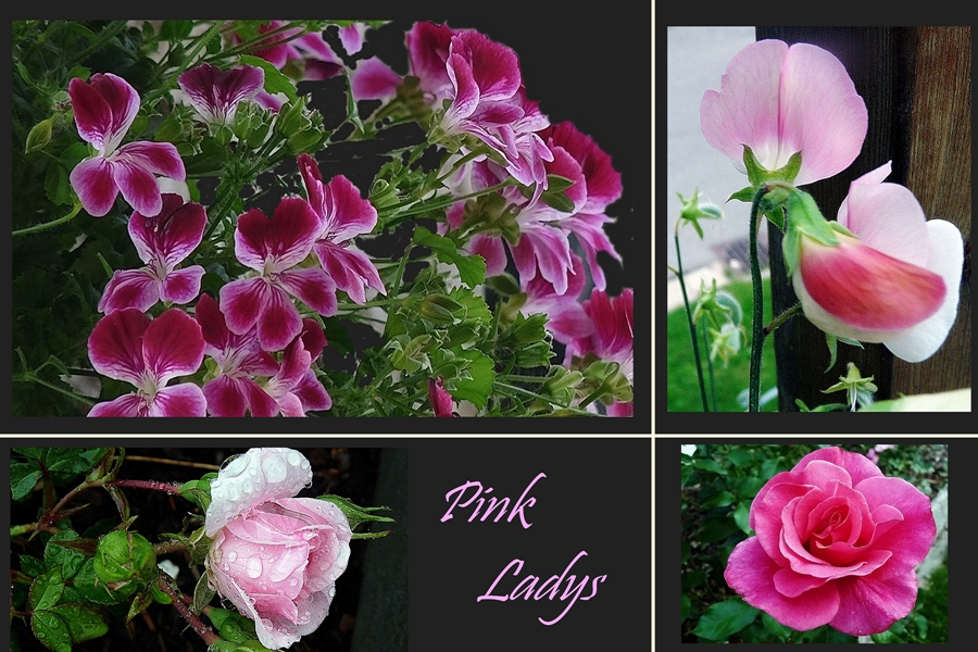 Pink -Ladys