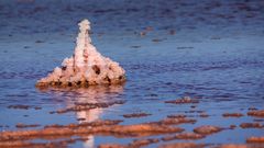 Pink lake Detail