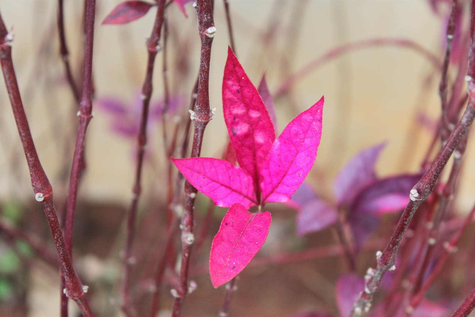 pink leaves in between them