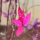 pink leaves in between them