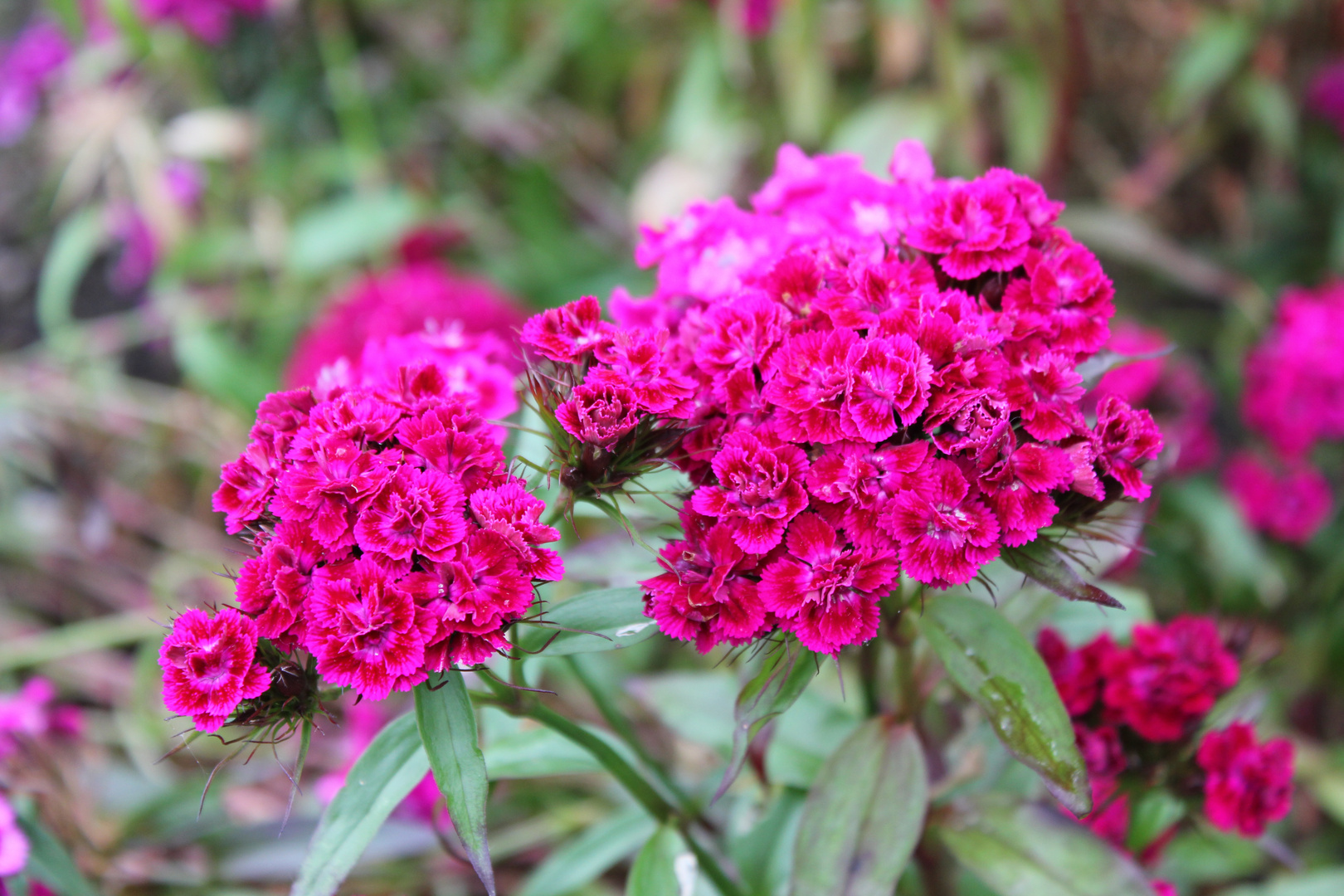 Pink leuchtend