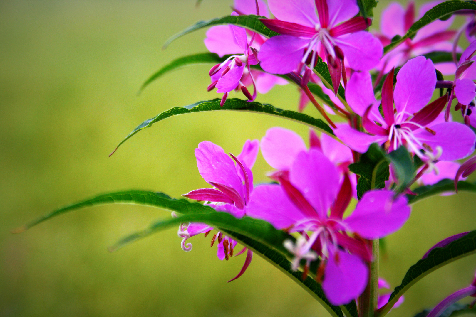 Pink liebt Grün