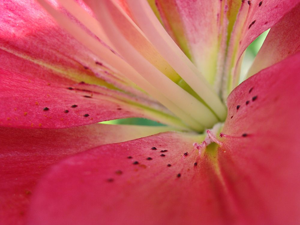 Pink Lilium von BeatrixW 