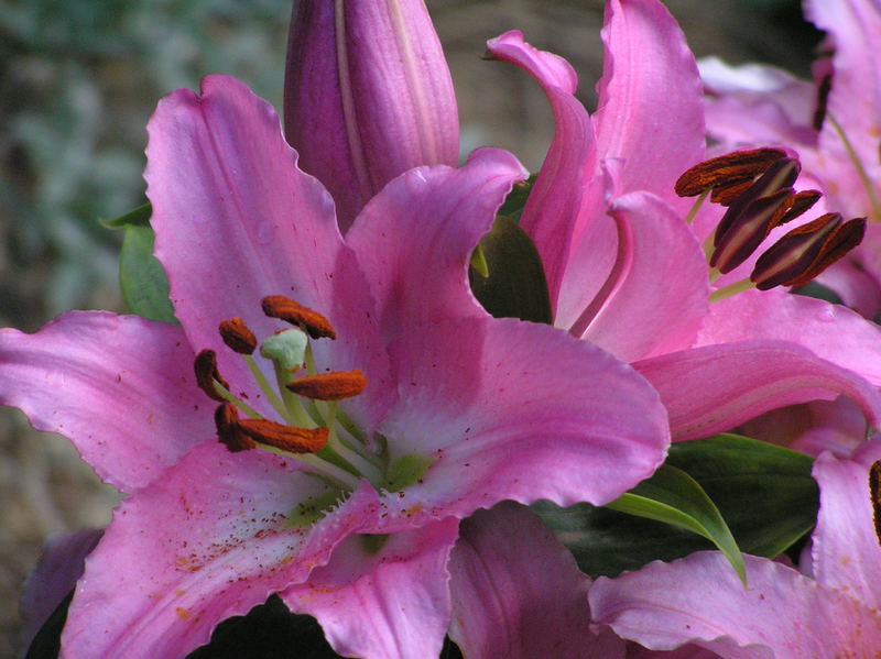 Pink Lillys