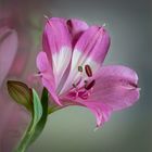 Pink Lily