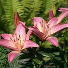 pink lily