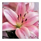 Pink Lily