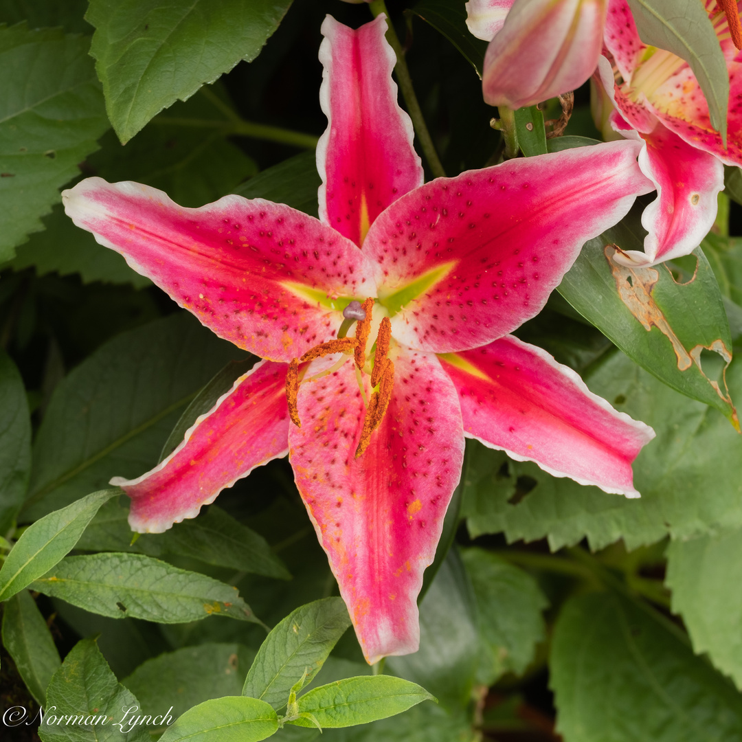 "Pink Lily"