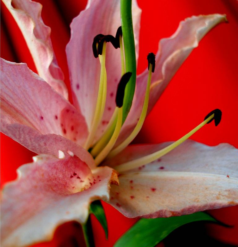 *pink lily*