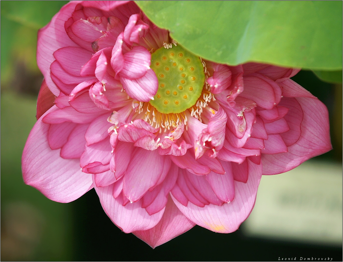 Pink lotus