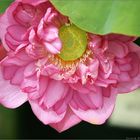 Pink lotus