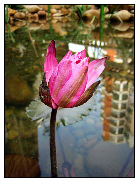 pink lotus flower(1)