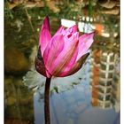 pink lotus flower(1)