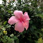 Pink Loveliness in my garden