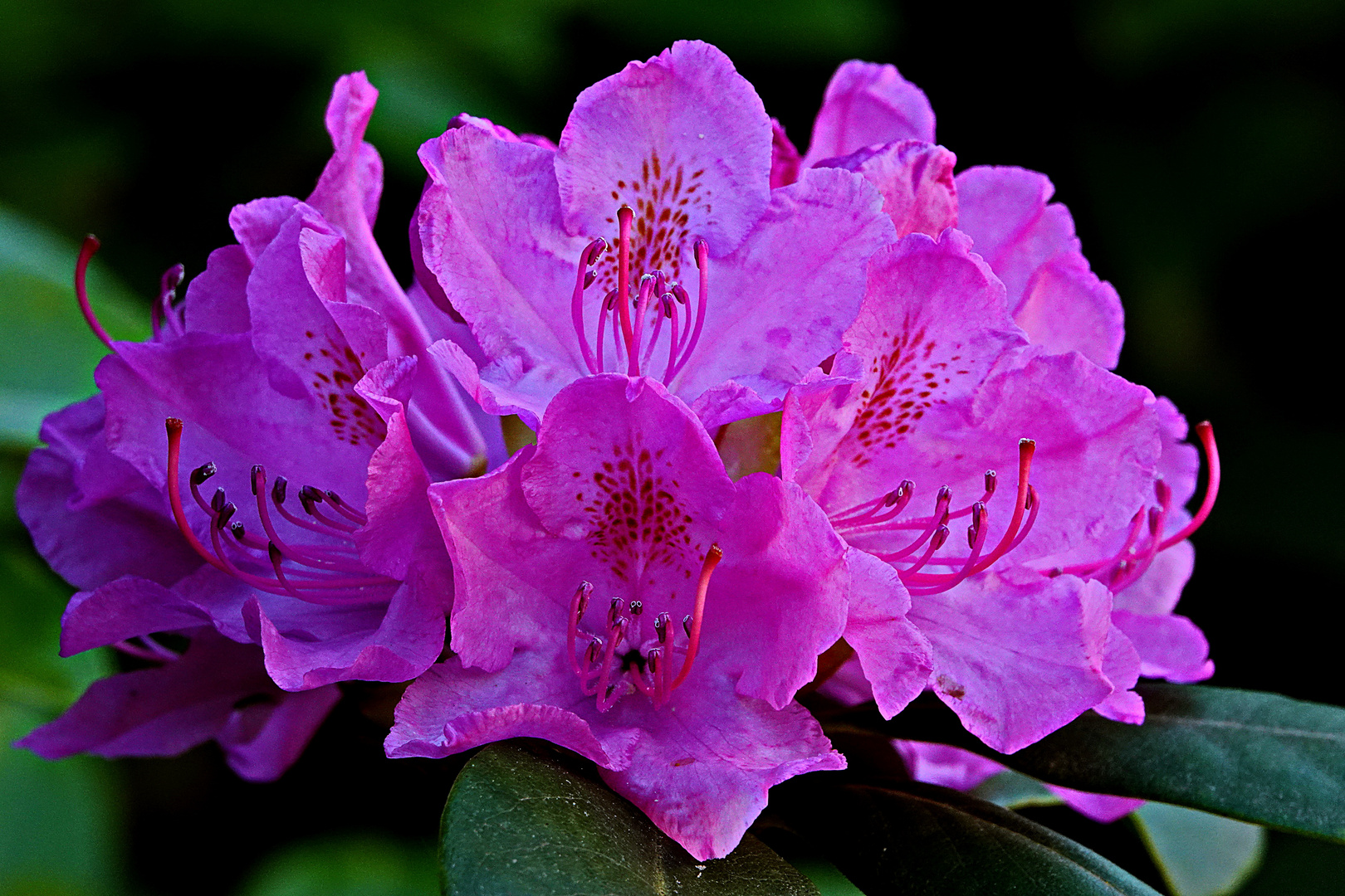 pink macht Rhododendron flink