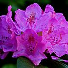 pink macht Rhododendron flink