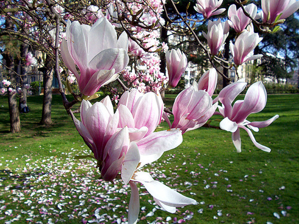 Pink Magnolia blooming