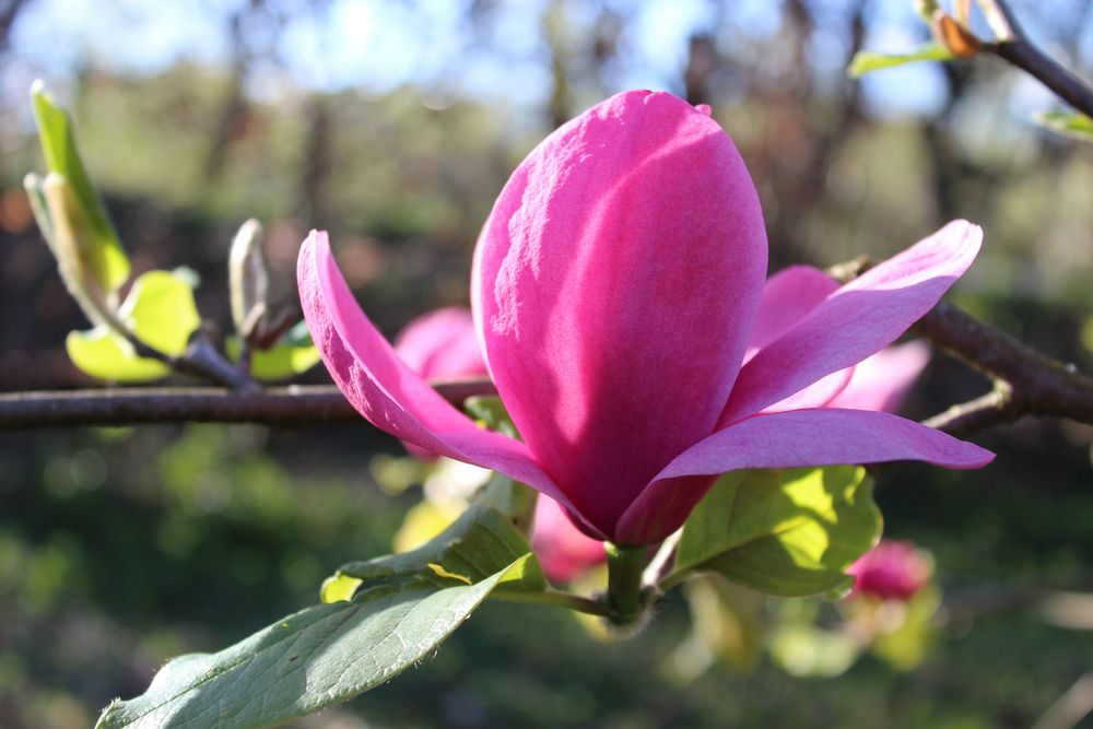 Pink Magnolienblüte