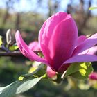 Pink Magnolienblüte