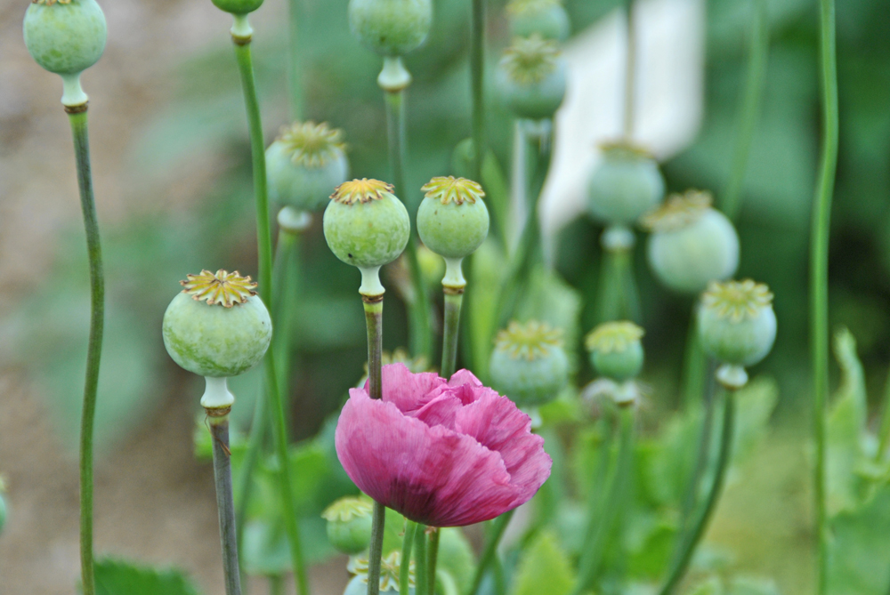 Pink Mohn