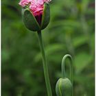 Pink Mohn