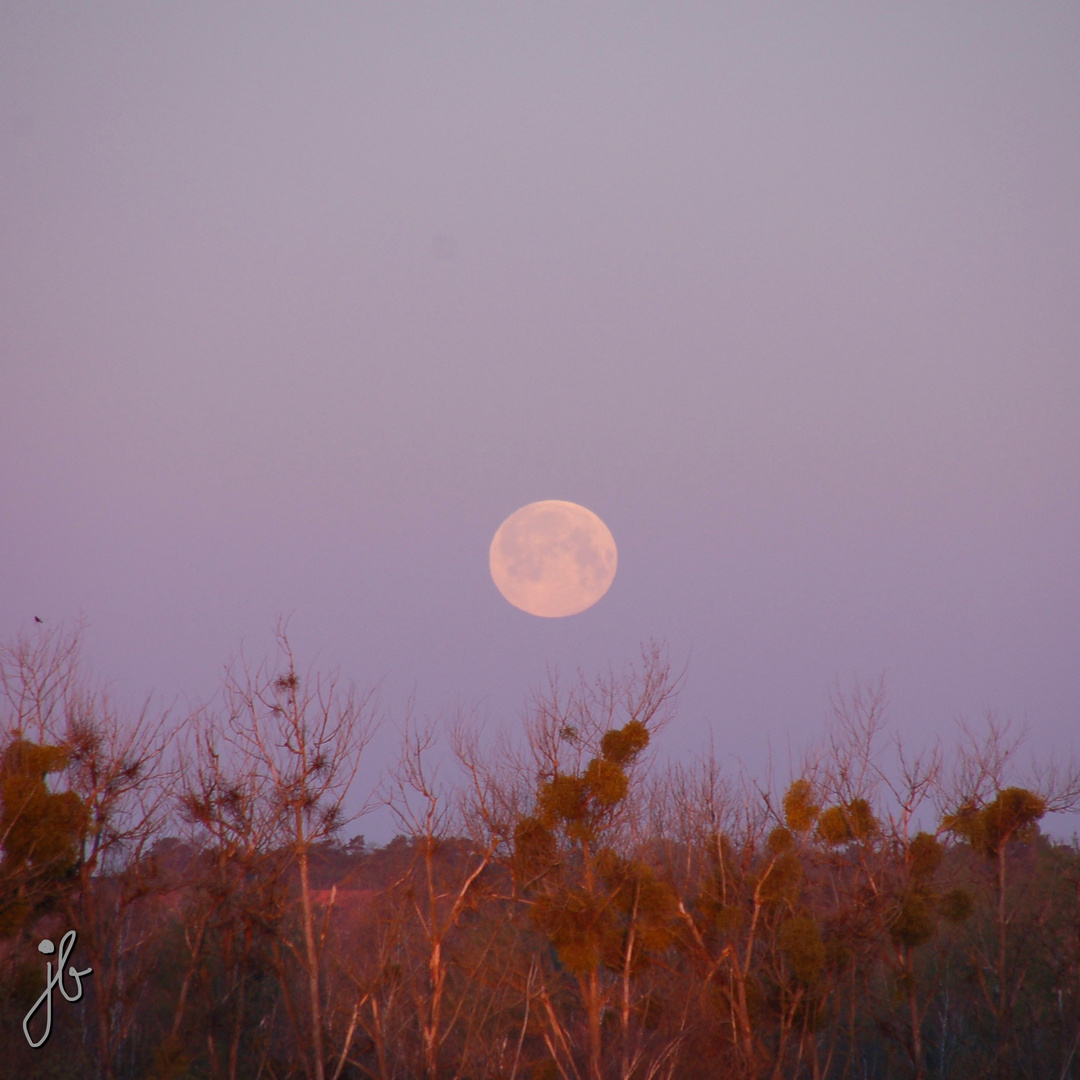 Pink Moon