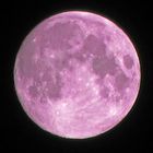 Pink Moon