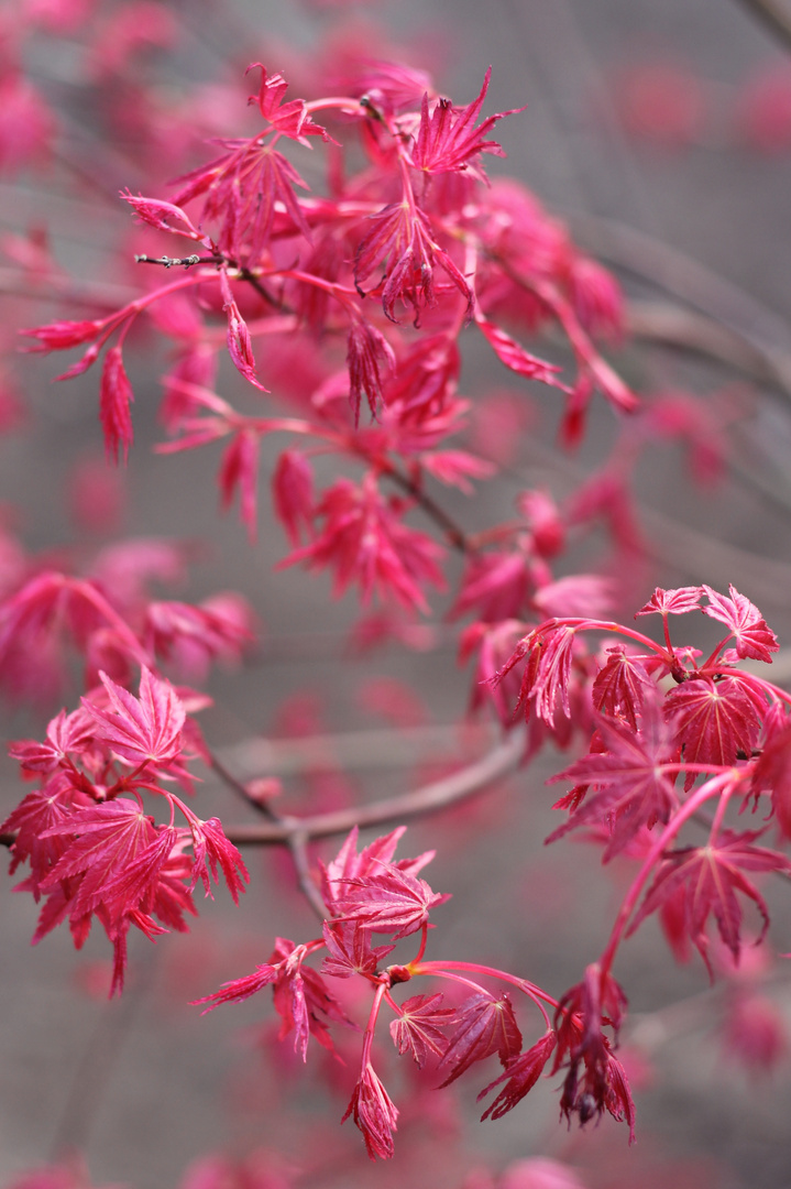 Pink Nature