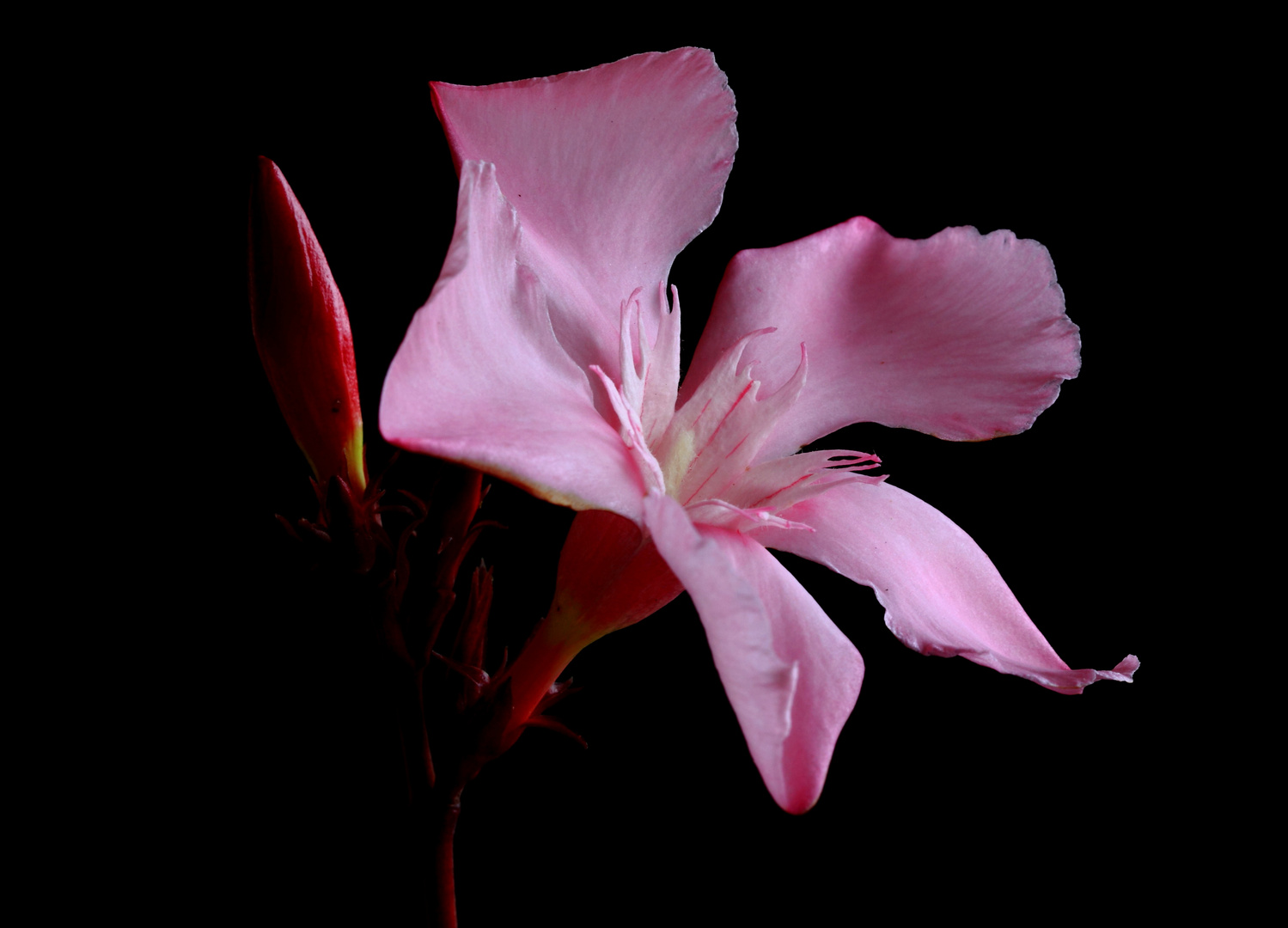 Pink Oleander flower