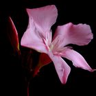 Pink Oleander flower