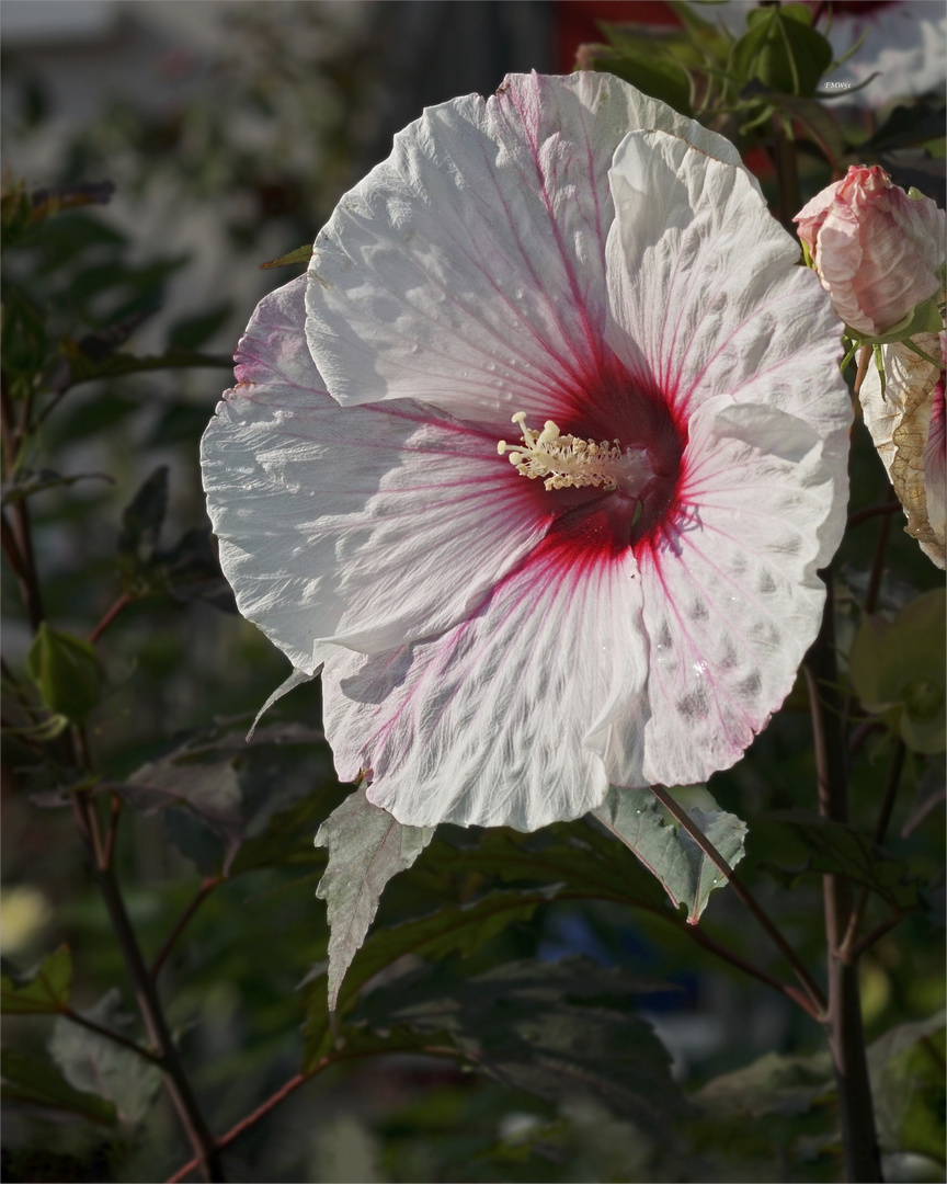 Pink on white blossom