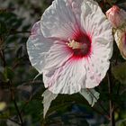 Pink on white blossom