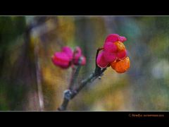 Pink & Orange