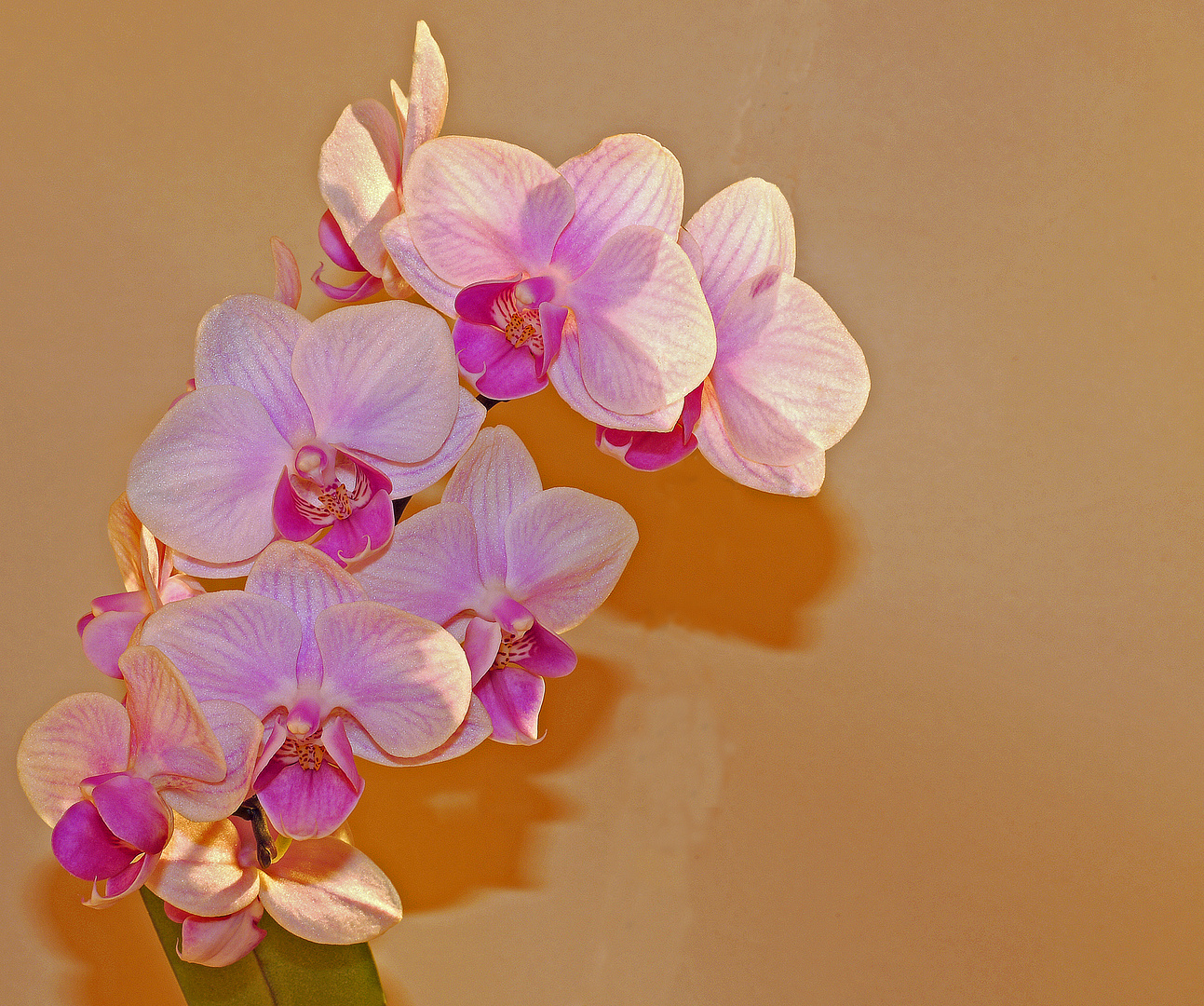 Pink Orchid