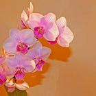 Pink Orchid