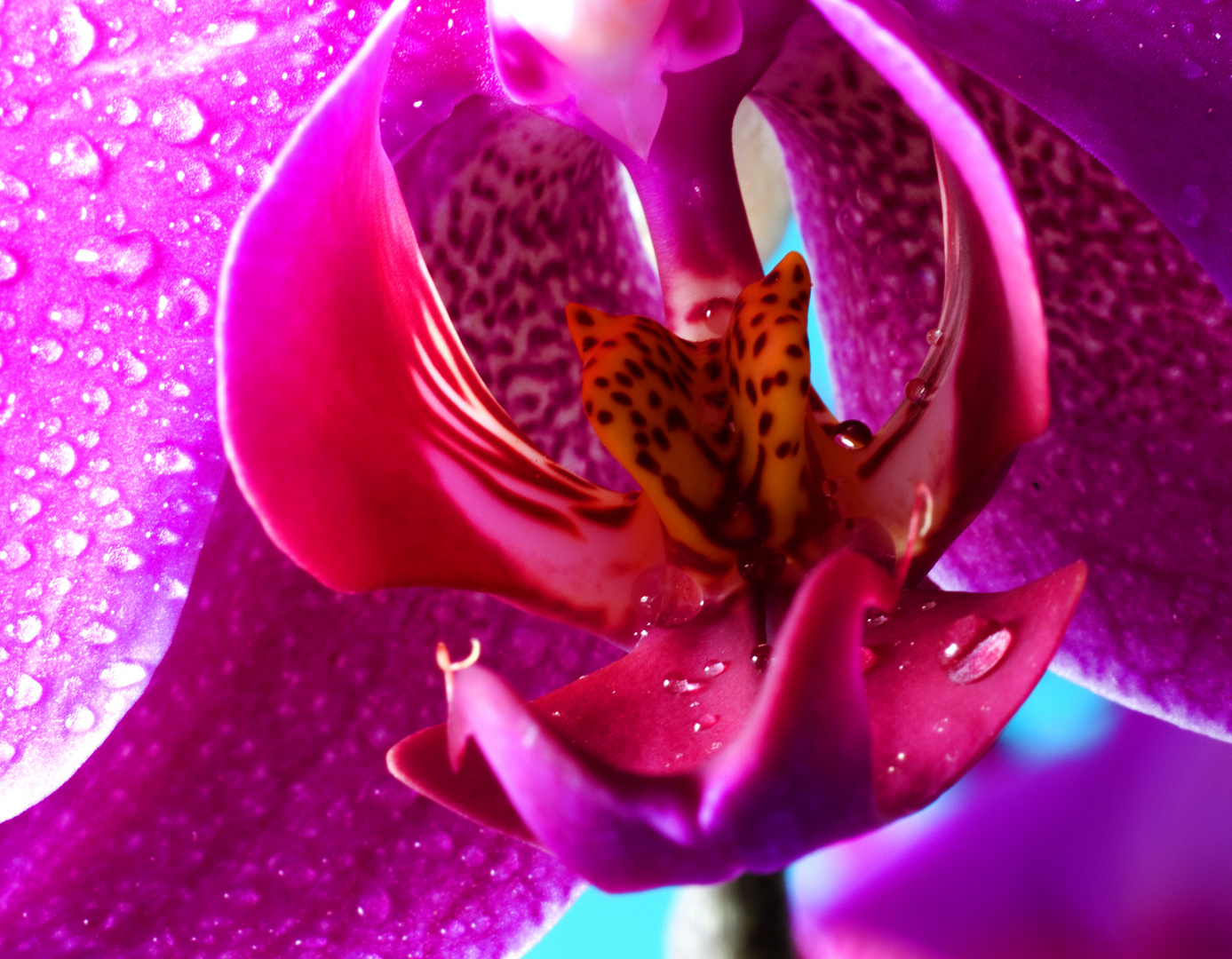 pink orchid