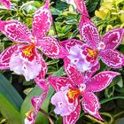 Pink Orchid