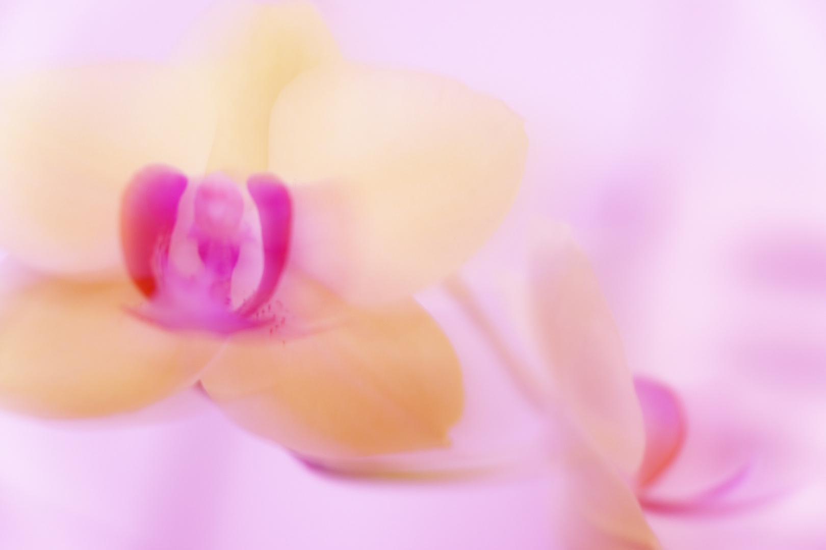 pink ORCHID