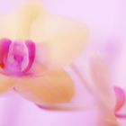 pink ORCHID