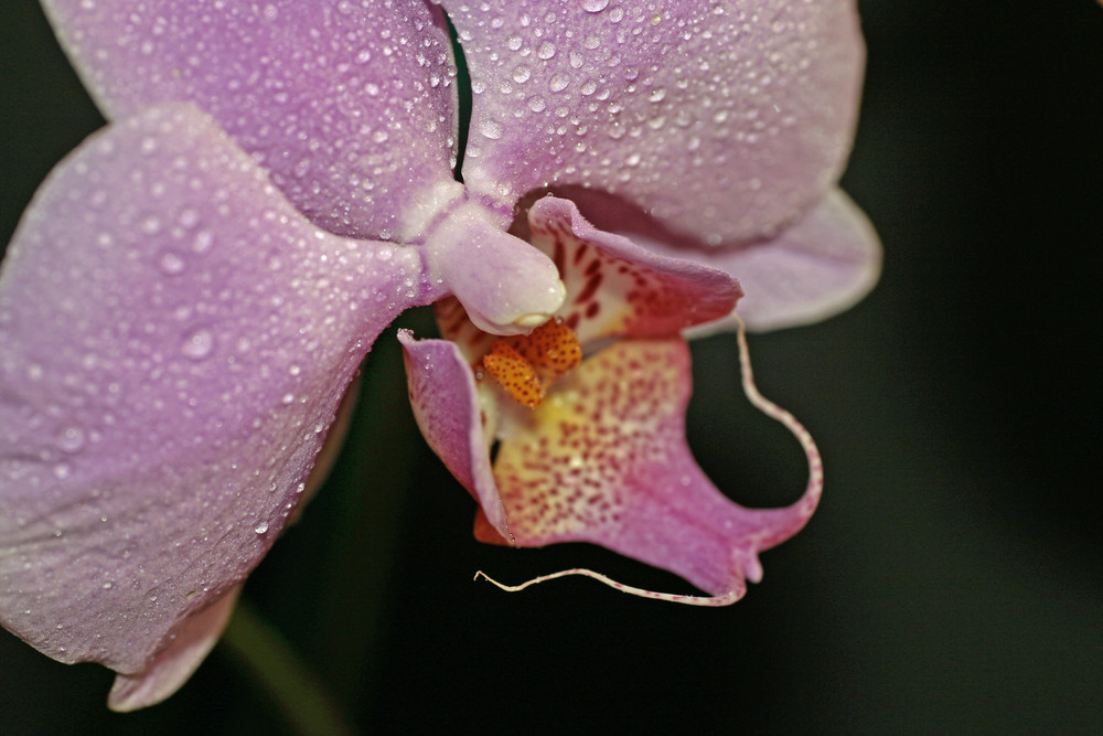 Pink Orchid