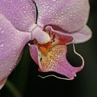 Pink Orchid