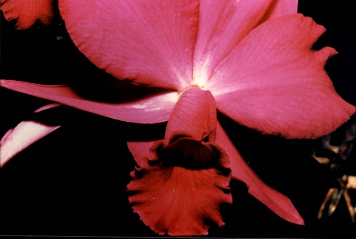 Pink Orchid