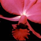 Pink Orchid