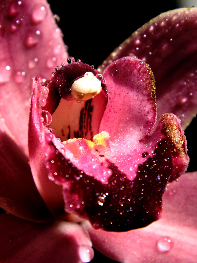 pink orchid drops