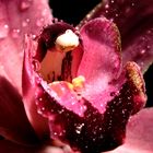 pink orchid drops