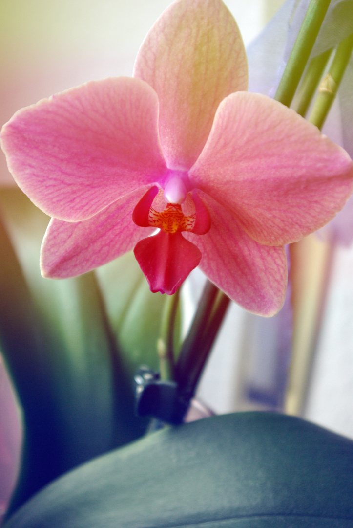 pink orchid in sunlight